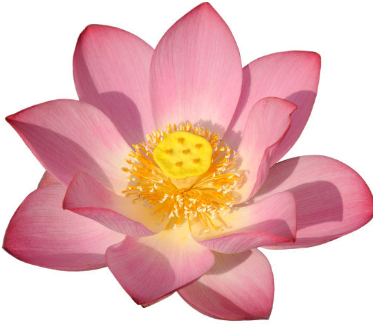 星临天下|步入9月上旬，紫气东来，4属相财旺盛万事兴，生活如鱼得水