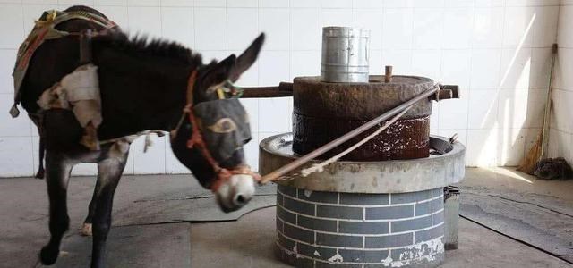  毛驴“拉磨”为啥要蒙上眼睛？拉磨为什么一般用驴，而不用牛或马