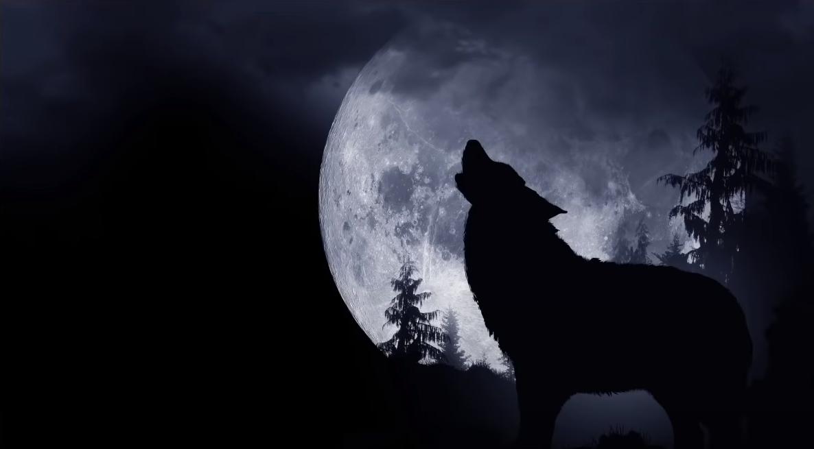 驯鹿 10个流传很广的谎言，你还在相信吗？