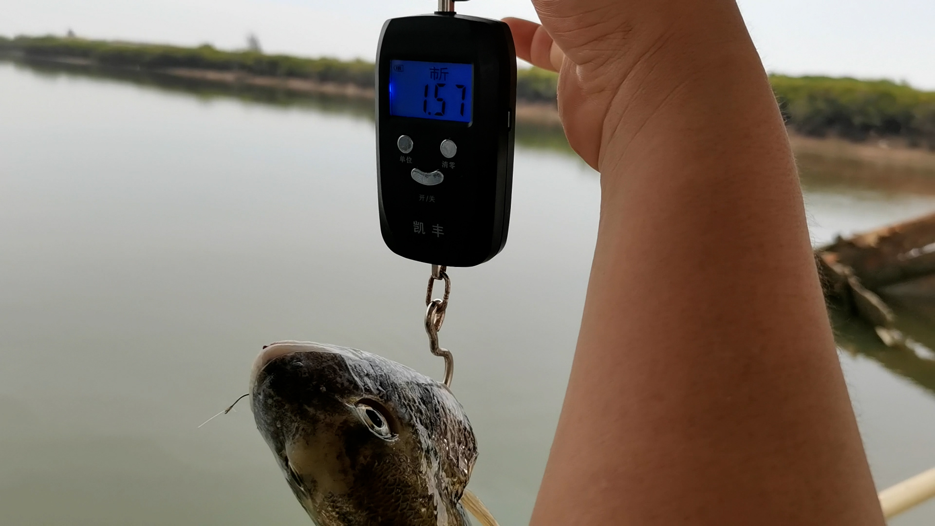 |钓鱼让人着魔，神秘钓点暴露，阿智天天蹲守，一条鱼卖两百多块钱