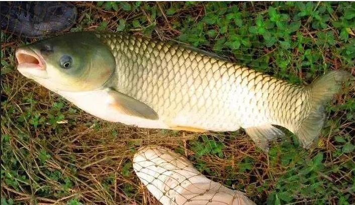 饵料|钓大鱼的技巧，钓小鱼的勿扰