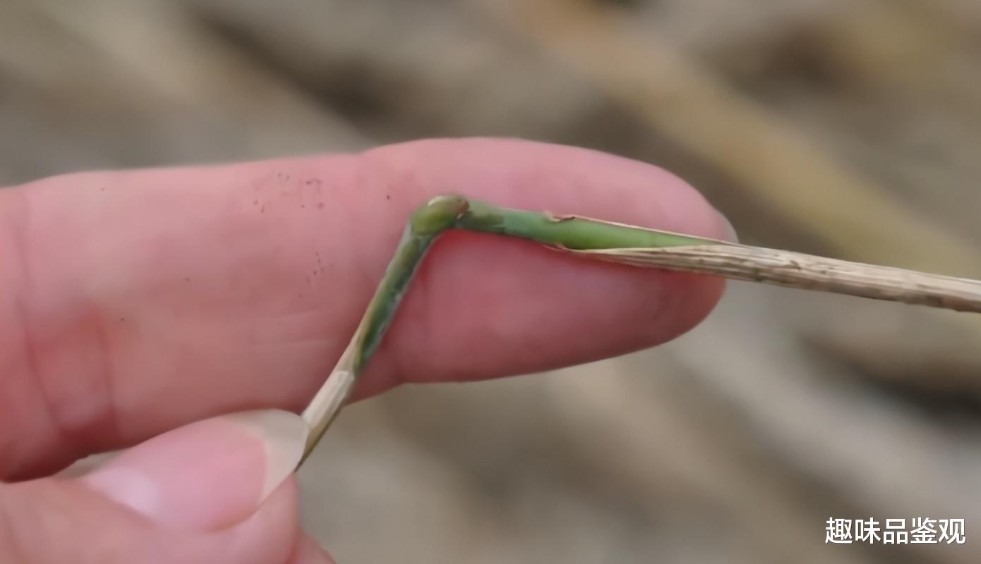 化石 麦田怪圈是外星人的杰作？他们传递的信息：我们是智慧生命（下）