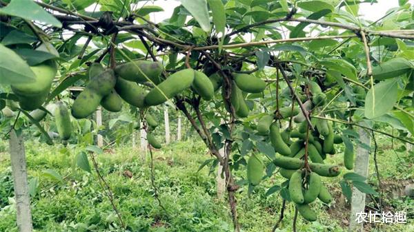 医生|人称“北方白香蕉”，成熟就炸开，一斤10元，在南方热卖