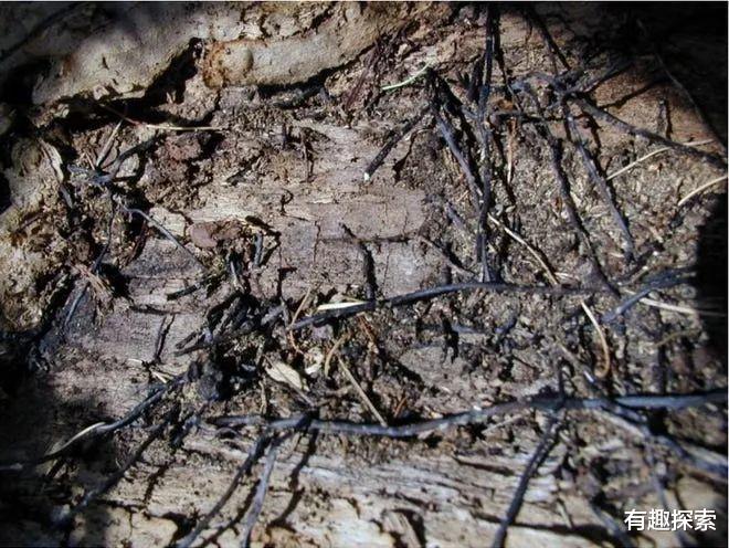 生物学家|世界上最大生命体是什么？占地近9平方公里，现在仍在疯狂生长