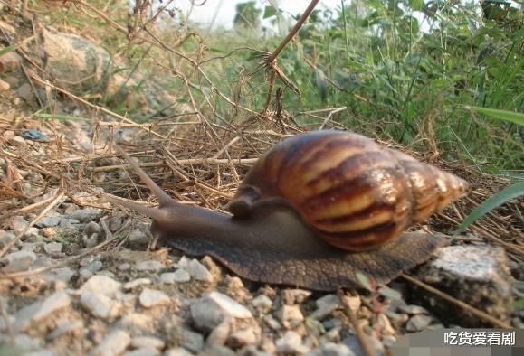 火星 雨后的蜗牛