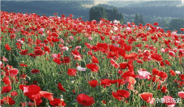 小惠谈历史 金三角盛产毒品，为何不派军队剿灭？专家：想法过于单纯