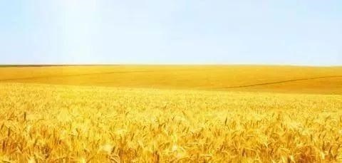 生猪价格 五月猪价“腰斩”,粮价下跌,六月会大幅反弹吗?