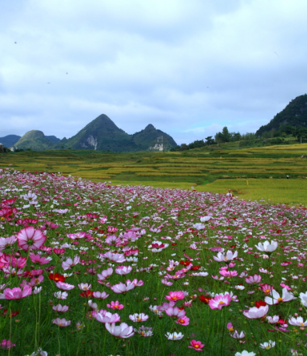 舜网 未来3个月，爱情甜蜜，生活顺风顺水，财源滚滚的生肖