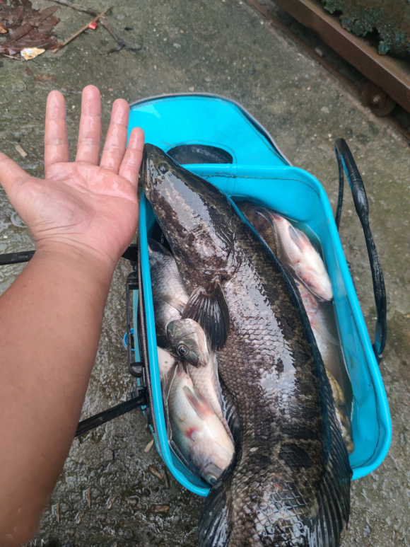 |野生鱼和养殖鱼的区别，认准后不再上当