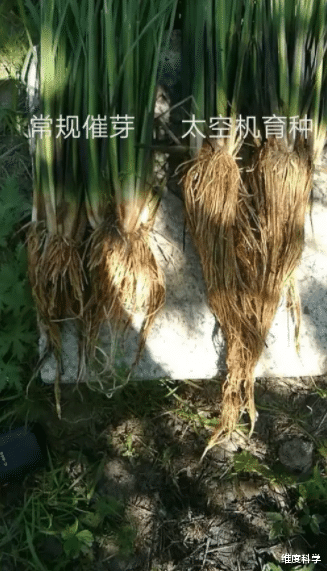 神州飞船携带不少种子,它们游历了一遍太空,为何就变高产了呢?