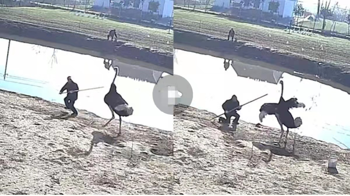 鸵鸟|盐城：男子私自到别人池塘钓鱼，被看家鸵鸟撵个跟头，丢脸出圈了