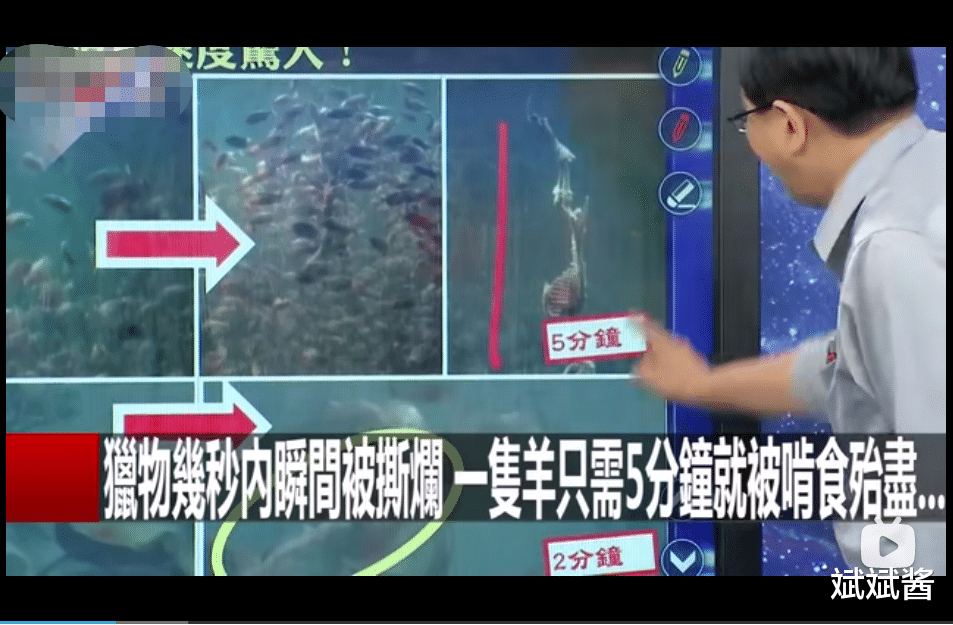 食人鱼 食人鱼可怕吗，为什么没有在亚马逊河泛滥？