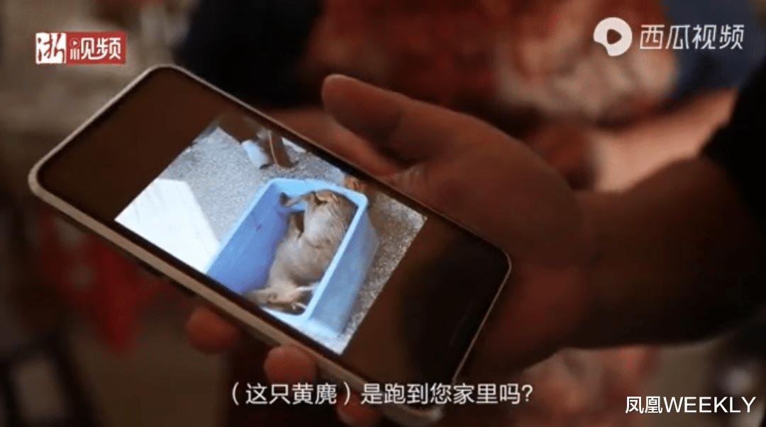 凤凰WEEKLY 杭州“瞒豹”:一场把网友当傻子的荒诞剧