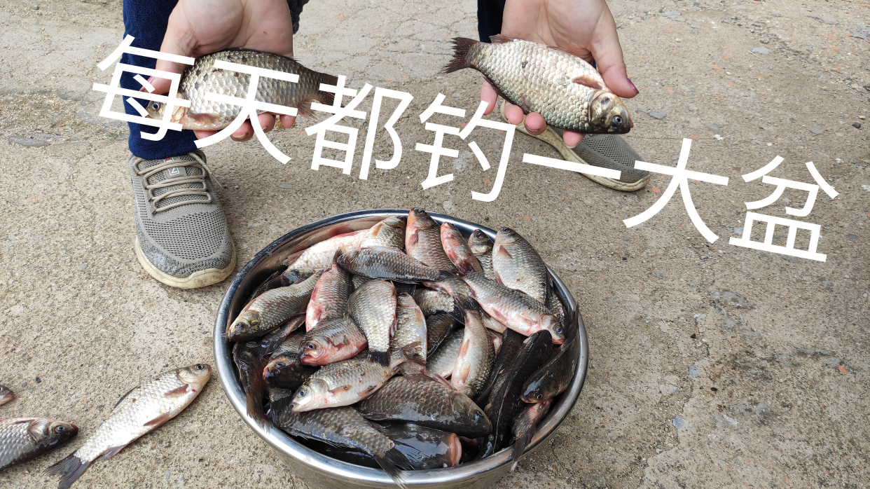 饵料|秋季白天鲫鱼难钓？四十年钓龄老师傅一招搞定，每次都钓一大盆！