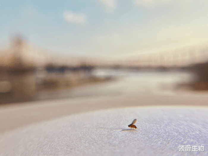 神经元 诺奖团队最新发现：孤独是一种病，连果蝇都会睡不着觉