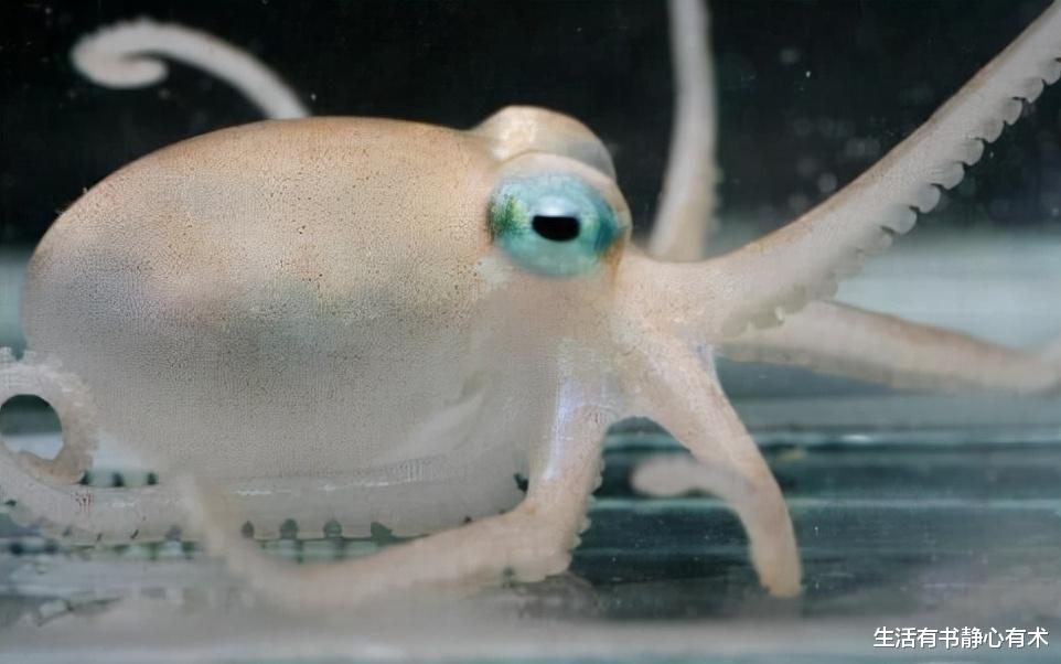 涨知识,在南极发现的五种神奇生物