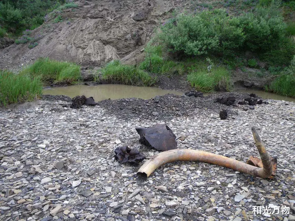 猛犸象 1.7万年前28岁猛犸象，生前长途跋涉，一生行走距离可绕地球两圈!