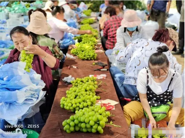 沈阳理工大学 灵宝焦村秦村村民刘志杰:“35亩葡萄卖了160万”