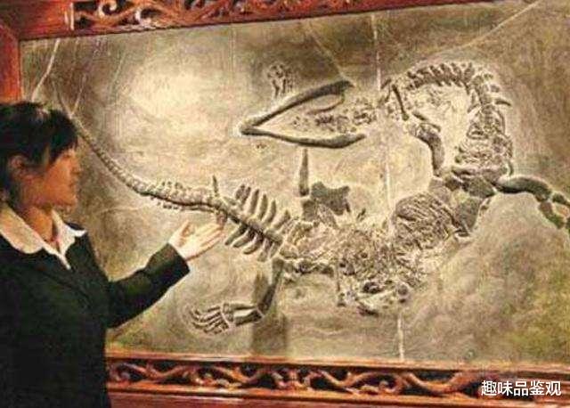 化石|传说中的“龙”或真实存在1：大量证据表明，人类早已发现其踪迹