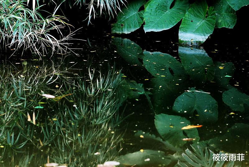 筱筱雨菲|老人为什么说打蛇，要么打死，要么就不要打呢？是怕蛇回来报复吗？