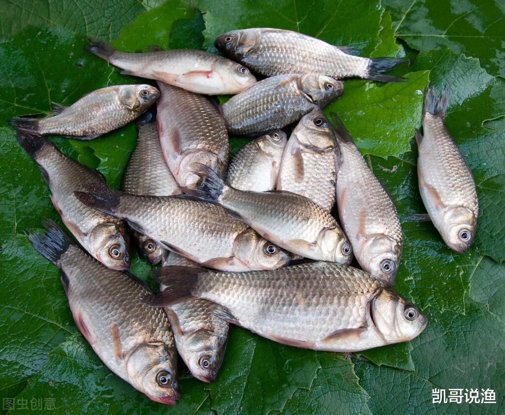 鲫鱼|初春鱼容易起浮，那么该怎么钓？其实出钓时机很重要