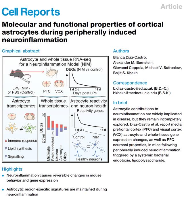 基因 聚焦炎症诱发抑郁模型大脑皮层星形胶质细胞的分子和功能特性