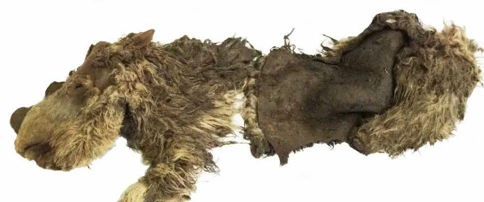  人类应该自省了：科学家在西伯利亚冻土层发现已经灭绝的史前生物