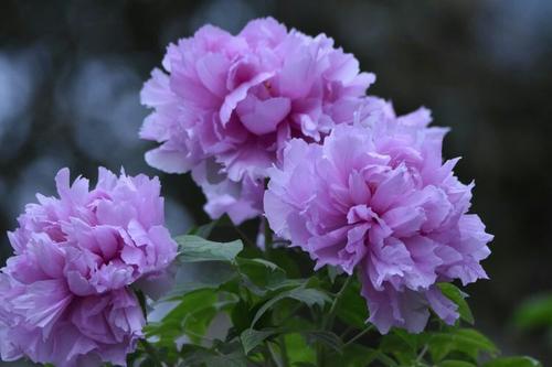 离雨微凉|一个家庭的好风水，离不开这三点