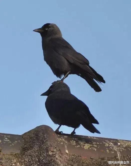 刘慈欣 逗猫狗、戏老鹰,智商占领高地,如果没有人类,乌鸦将成为主宰?