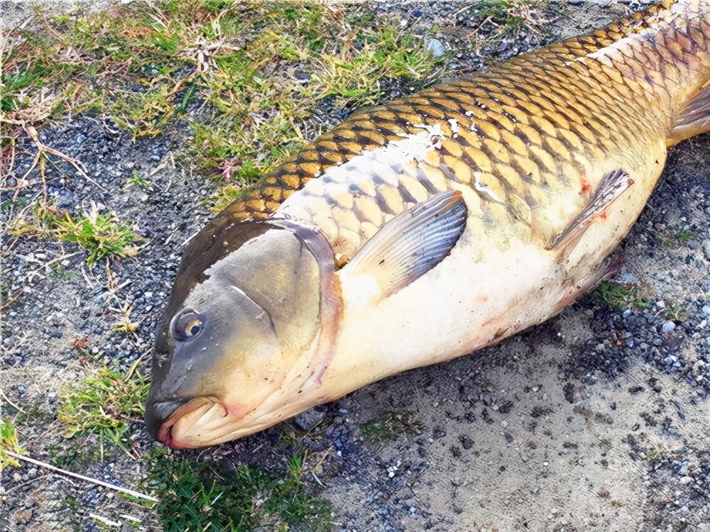 饵料|学会因时制宜、因地制宜、因鱼制宜，钓鱼其实并不难