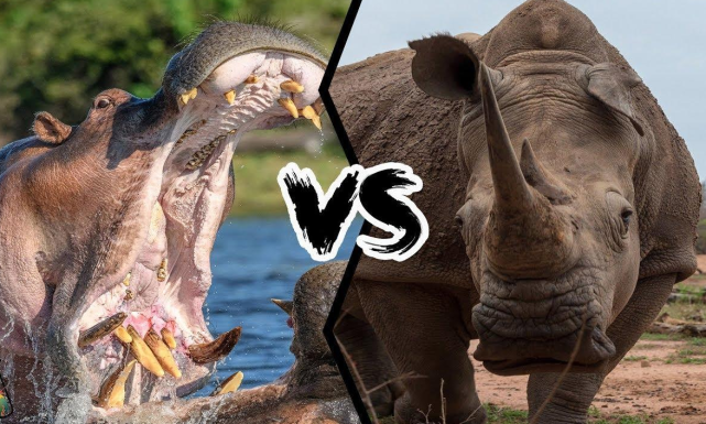 犀牛 犀牛和河马谁更厉害？河马在水里是王，在陆地就是“挨啃小天使”