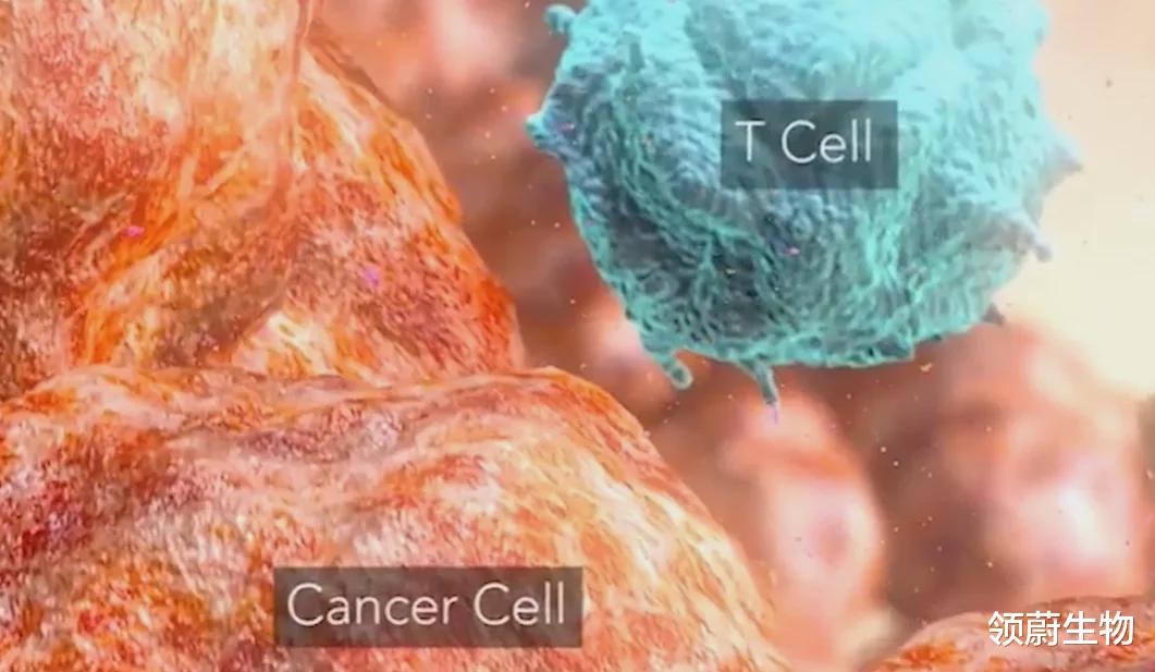 四季中国 100%预防！新型纳米癌症疫苗！还可和PD-1抗体联用提高治疗效果！国研免疫治疗新进展