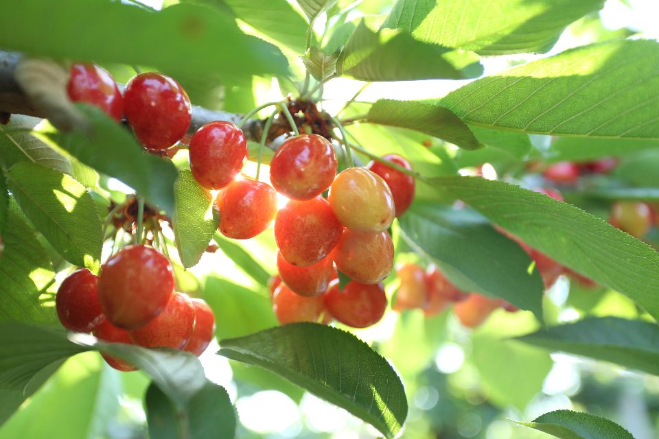 陕西蜗牛 铜川大樱桃成熟上市，快来体验采摘乐趣