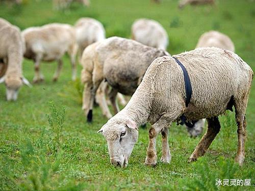 生肖|4大生肖从5月旺到12月,2021一路上不差钱,属羊人排第一