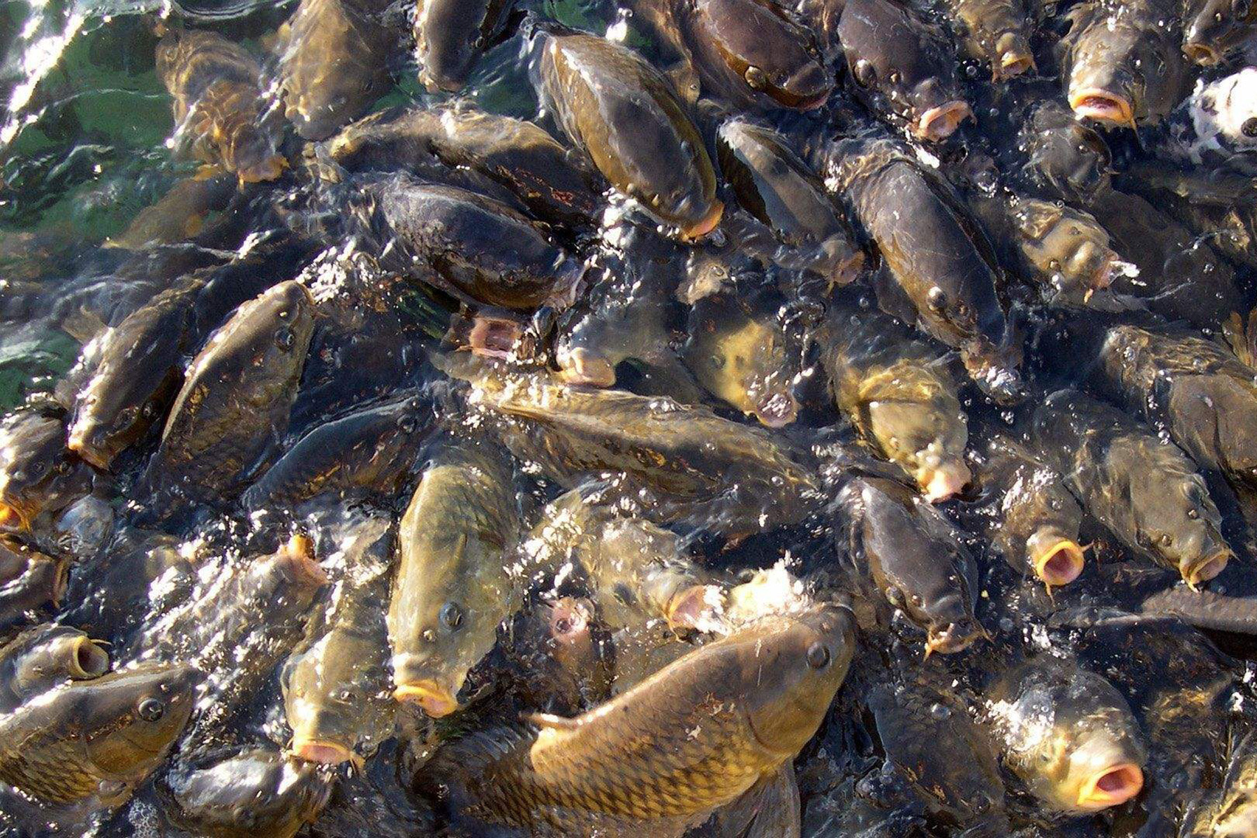 |黑坑里面存鱼多并不是好事?黑坑老板控制鱼口的高明手段