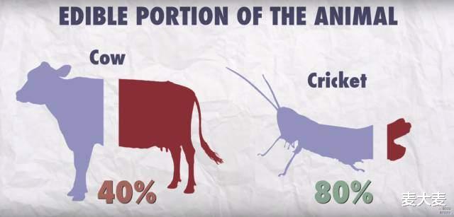 昆虫 星际争霸中的虫族如何食用才是安全的？