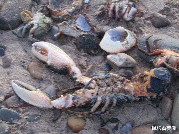 “史上最糟糕的情况”,成千上万的海洋生物冲上英国海滩