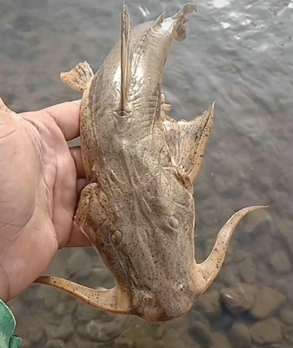 贵州|贵州钓鱼人在河里钓了条怪鱼，像是外星生物，网友：这是龙