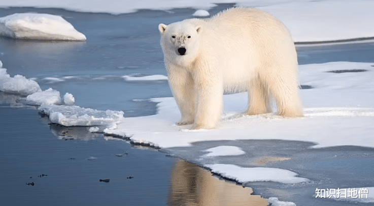 北极熊 北极圈48度，冰川融化破纪录！北极熊多次伤人，丹麦：再来就杀