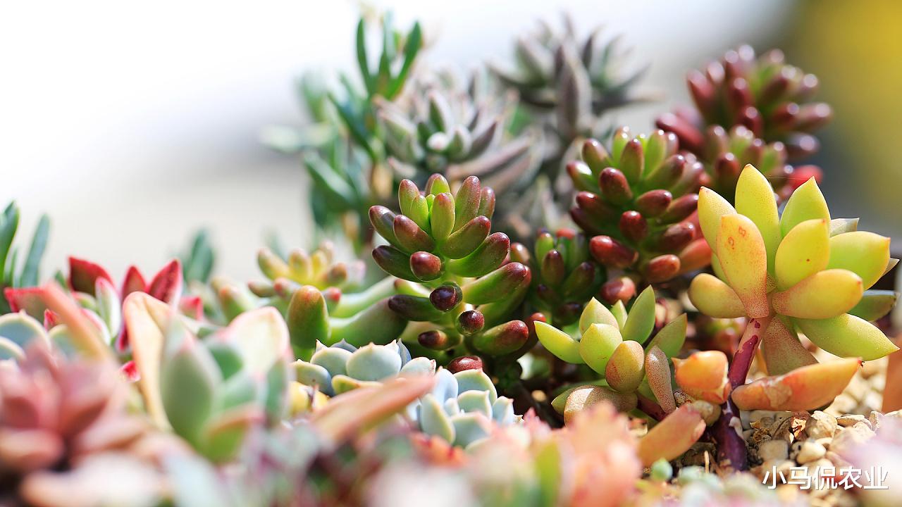 山东男子花费5万买一盆多肉绿植，越养越值钱，到底长啥样