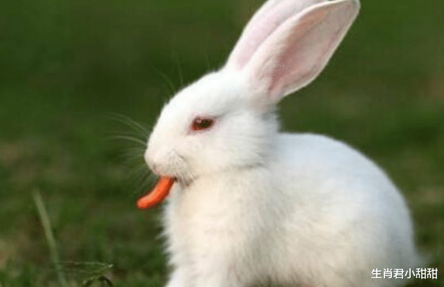 属兔|不放过细节，属兔人尽善尽美将工作处理好，严谨态度得到领导认可