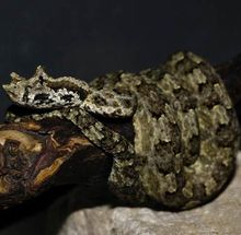 菜菜叶|时隔7年后再次发现角原矛头蝮:它眼睛的上方长有龙角