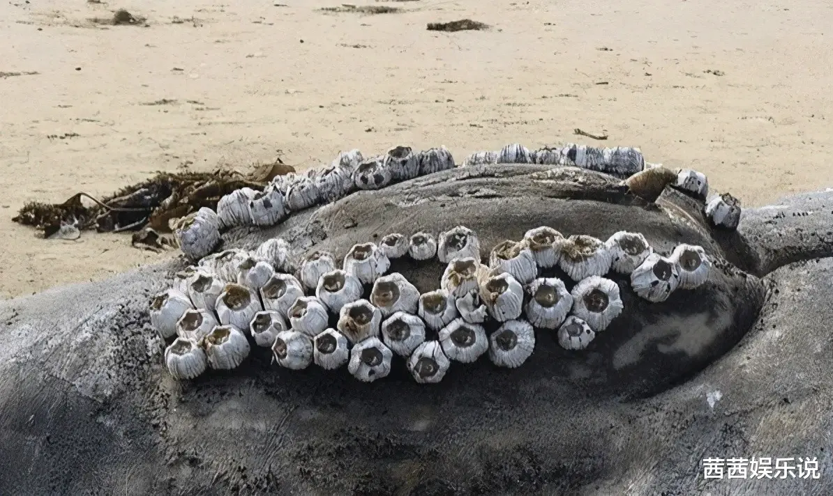 海洋中遭人唾弃的藤壶,到底有多可怕?看看鲸、海龟的下场就懂了