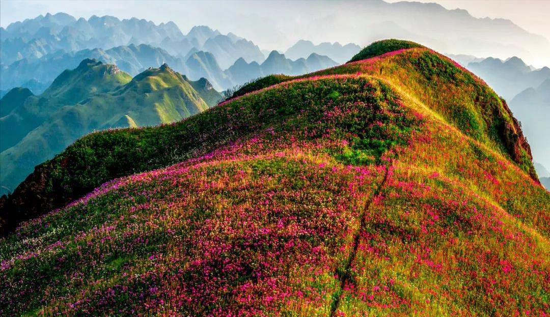 贵州|贵州一景区进入花期，拥有世界面积第一的野花带，游客蜂拥而至