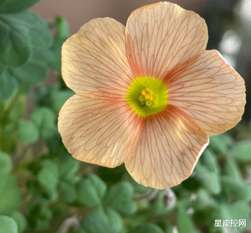 星座控网|属龙的人,明年几月运气好?不难找对象,不难找工作,还不缺钱花