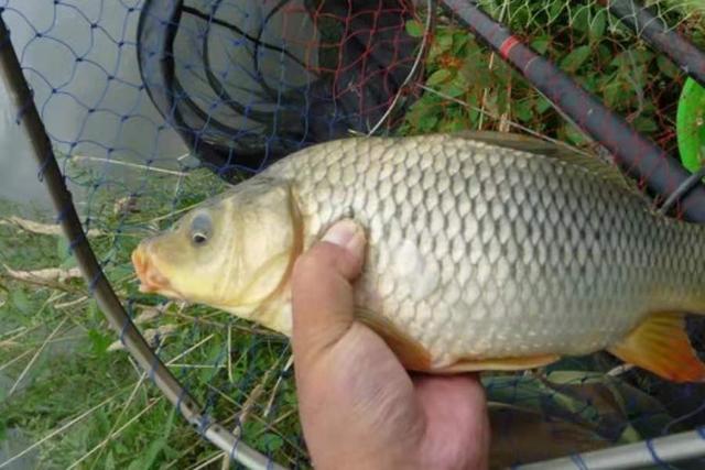 钓鱼|夏天一到，鲤鱼只要按我说的钓，隔三五天就想钓一钓，莫要透露