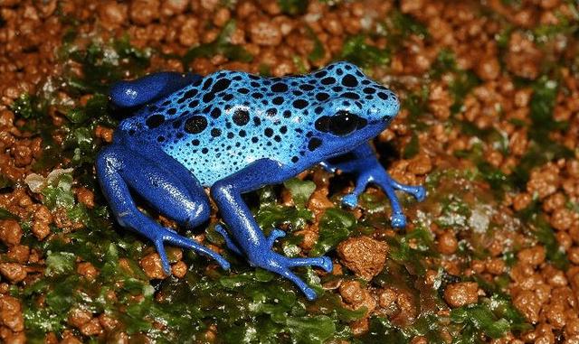 亚马孙热带雨林 世界动植物王国亚马逊雨林？看似生物的天堂，实则却是人类的禁区