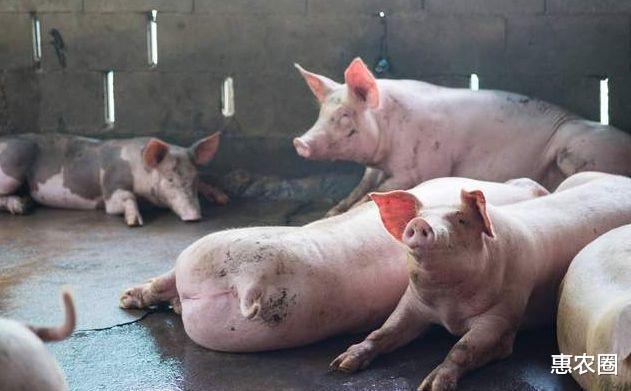 生猪价格 29日猪价没守住8元，6月1日-15日，猪价有何逆转？会猛涨吗？