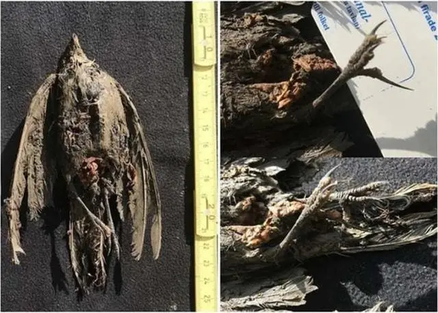 北极“高烧”不断,史前生物遗骸接连出现,冰层下的病菌或将苏醒
