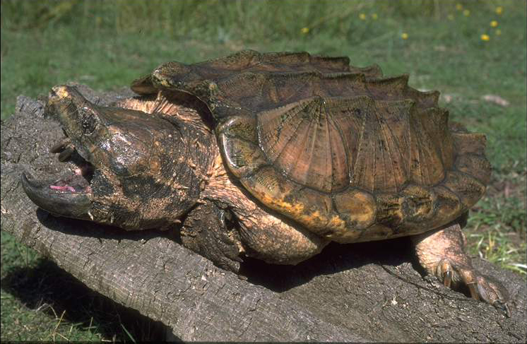久见菌菌|胡闹!河北一水库被人放生两条鳄鱼,会成为入侵物种泛滥成灾么?